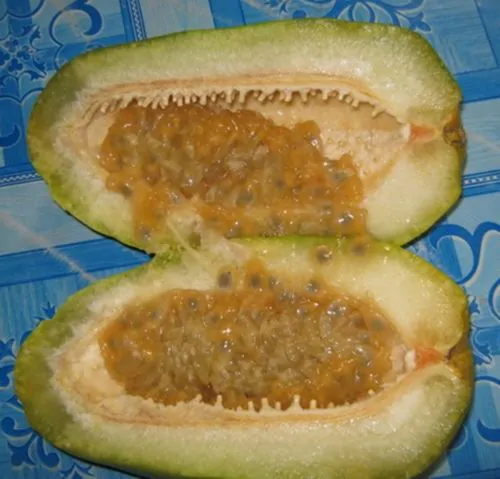 Passiflora quadrangularis - Giant Granadilla, Barbadine, Giant Passionflower, Granadilla, Badea - Image 9