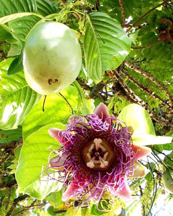Passiflora quadrangularis - Giant Granadilla, Barbadine, Giant Passionflower, Granadilla, Badea - Image 10