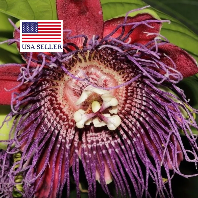 Passiflora quadrangularis - Giant Granadilla, Barbadine, Giant Passionflower, Granadilla, Badea - Image 11