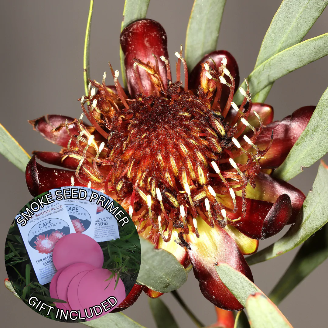 Protea acuminata (10 Seeds) + Smoke Seed Primer (01 Disc) -