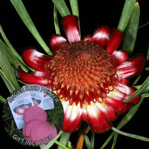 Protea acuminata (5 Seeds) + Smoke Seed Primer (01 Disc) -