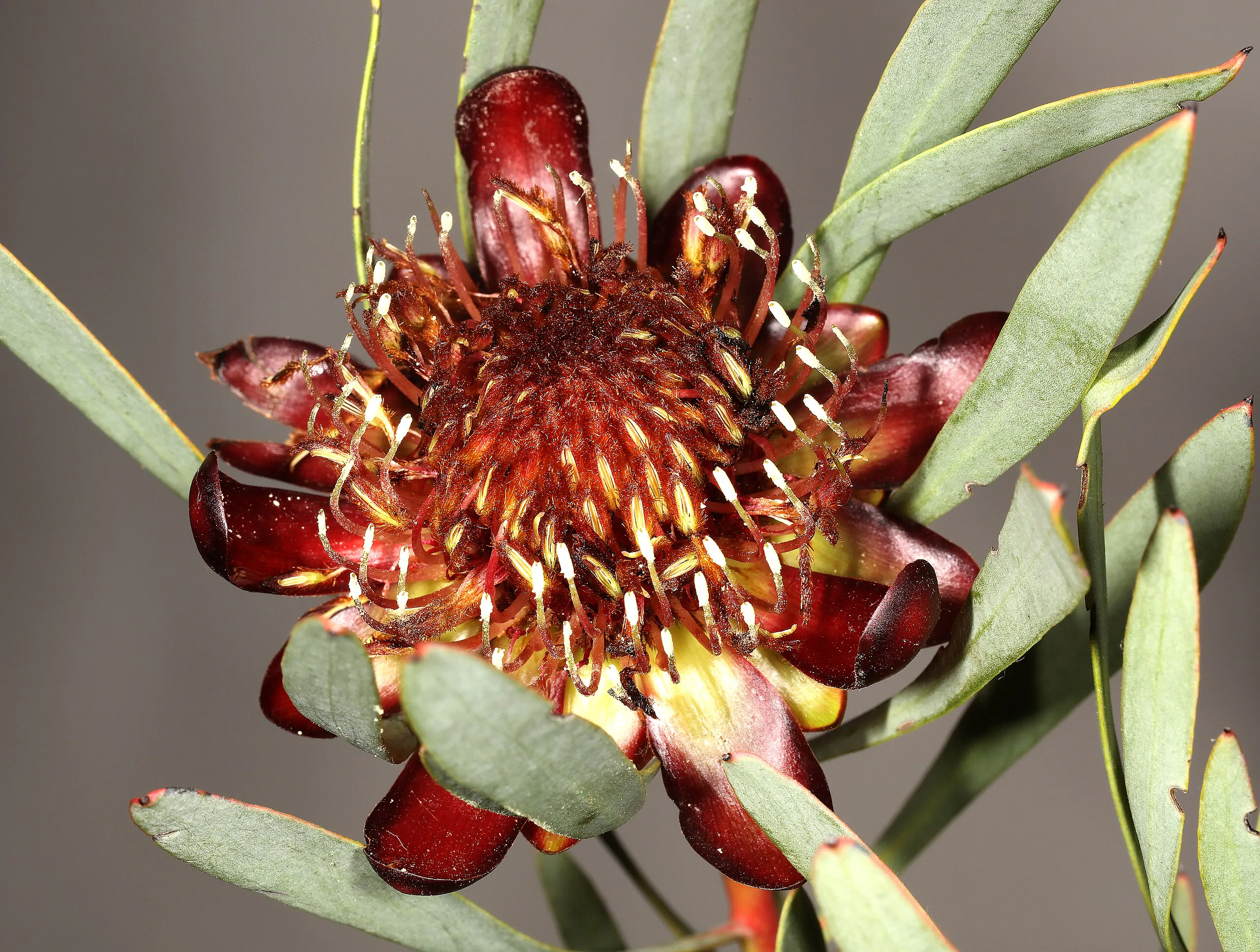 Protea acuminata (5 Seeds) + Smoke Seed Primer (01 Disc) - - Image 2