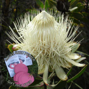 Protea caffra subsp. kilimandscharica (10 Seeds) + Smoke Seed Primer (01 Disc) - Kilimanjaro Sugarbush, Kilimanjaro Protea, Kili Sugarbush