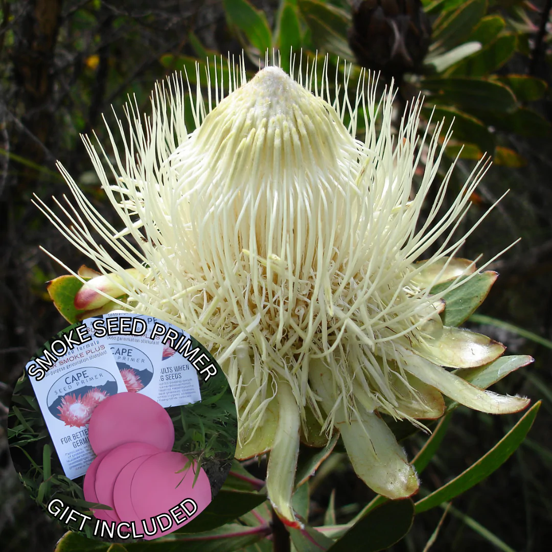 Protea caffra subsp. kilimandscharica (10 Seeds) + Smoke Seed Primer (01 Disc) - Kilimanjaro Sugarbush, Kilimanjaro Protea, Kili Sugarbush