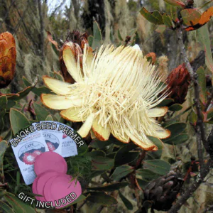 Protea caffra subsp. kilimandscharica (5 Seeds) + Smoke Seed Primer (01 Disc) - Kilimanjaro Sugarbush, Kilimanjaro Protea, Kili Sugarbush