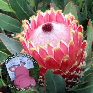 Protea magnifica (5 Seeds) + Smoke Seed Primer (01 Disc) -
