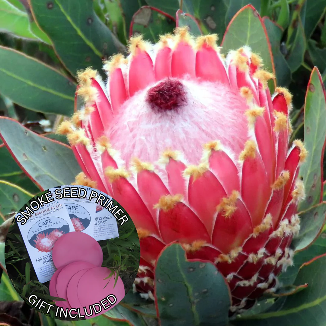 Protea magnifica (5 Seeds) + Smoke Seed Primer (01 Disc) -