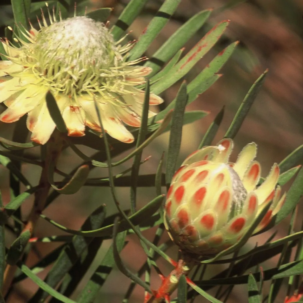 Protea scolymocephala (10 Seeds) + Smoke Seed Primer (01 Disc) - - Image 4