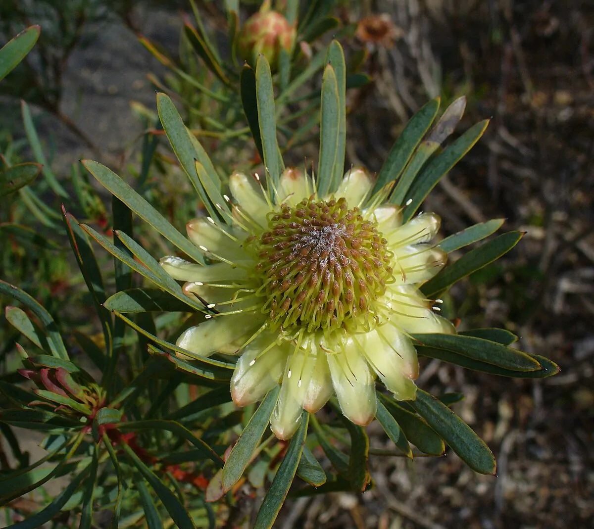 Protea scolymocephala (5 Seeds) + Smoke Seed Primer (01 Disc) - - Image 2