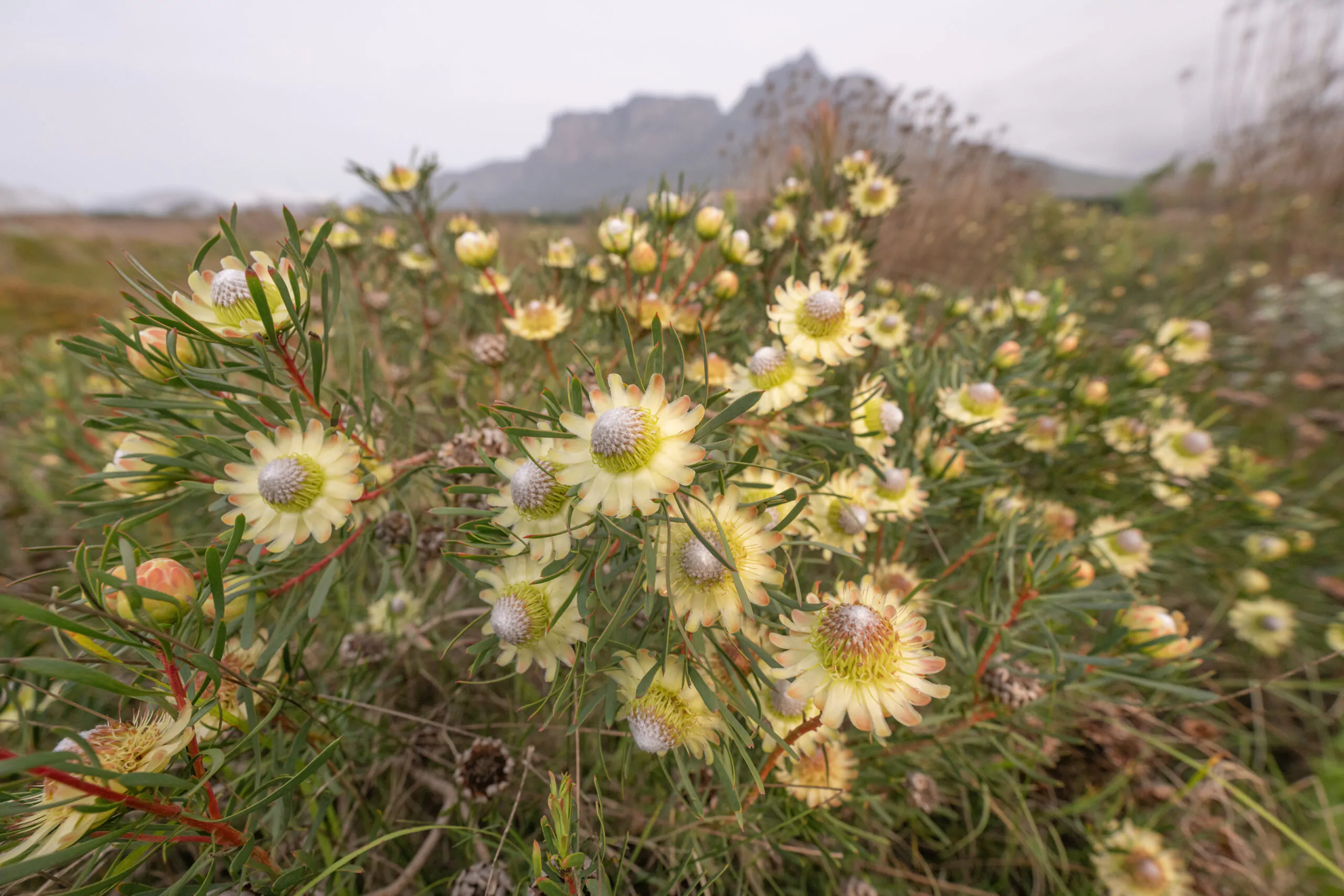 Protea scolymocephala (5 Seeds) + Smoke Seed Primer (01 Disc) - - Image 3