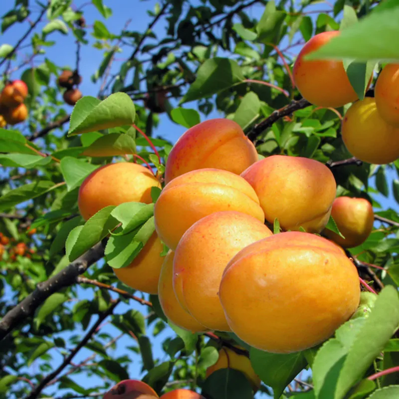 Prunus armeniaca - Apricot, Armenian Plum - Image 3