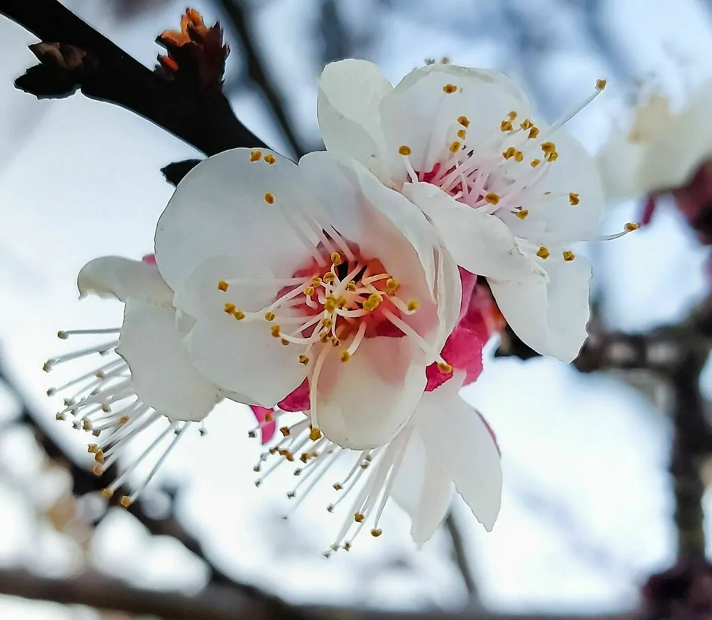 Prunus armeniaca - Apricot, Armenian Plum - Image 4