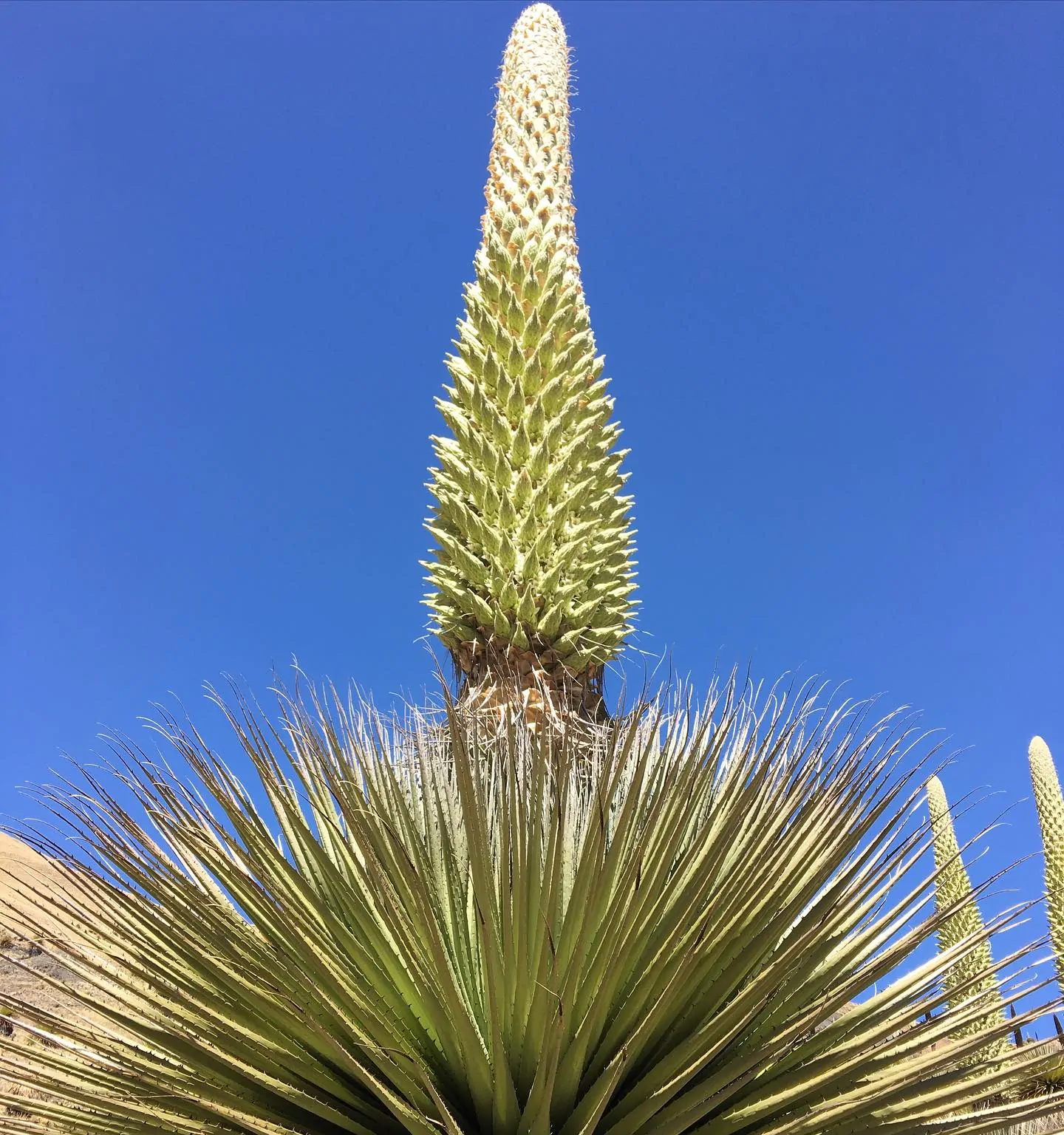 Puya raimondii - Queen Of The Bromeliads, Queen Of The Andes, Titanka, Titanca, Bromeliad Raimond - Image 5