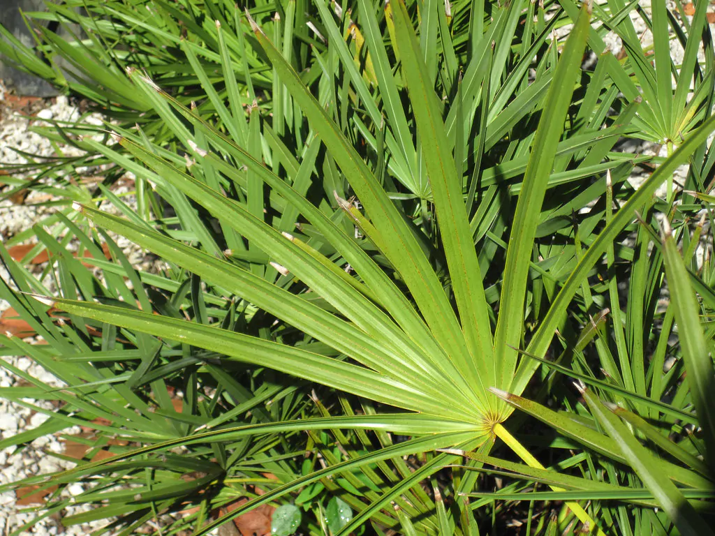 Serenoa repens / Corypha repens / Chamaerops serrulata - Saw Palmetto - Image 2