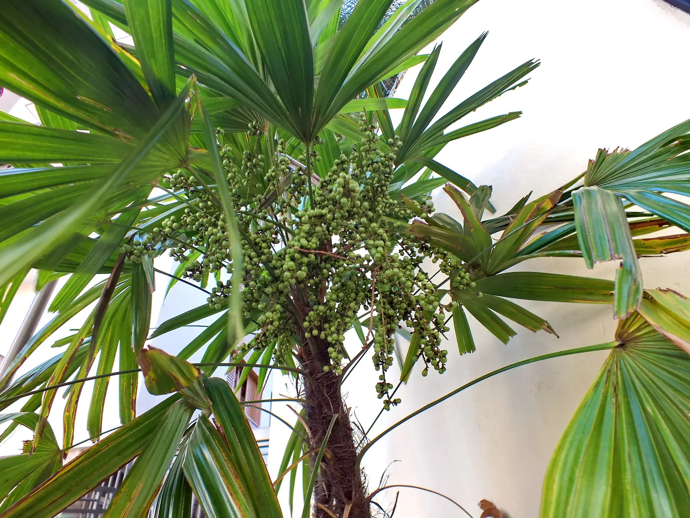 Serenoa repens / Corypha repens / Chamaerops serrulata - Saw Palmetto - Image 3