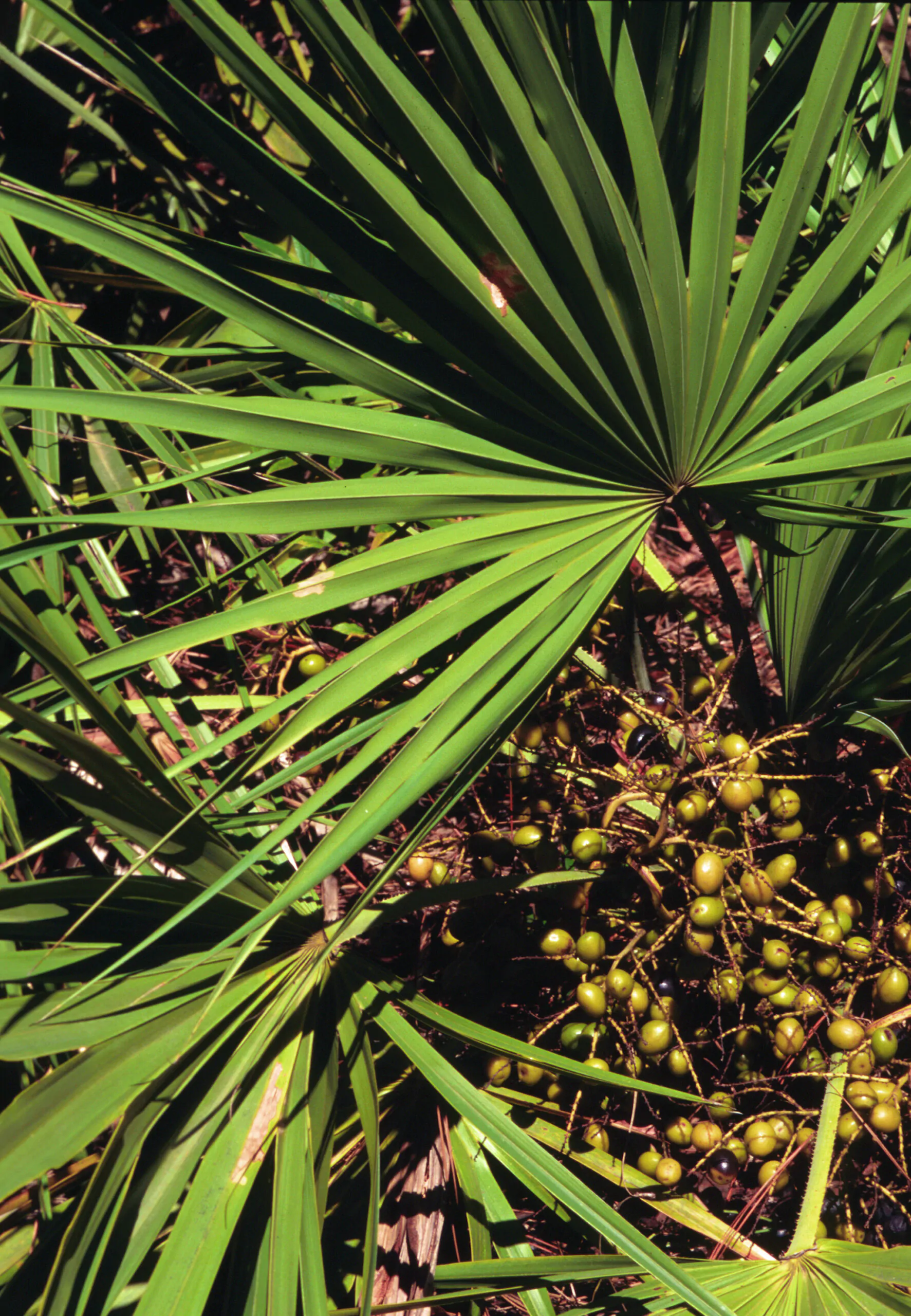 Serenoa repens / Corypha repens / Chamaerops serrulata - Saw Palmetto - Image 4
