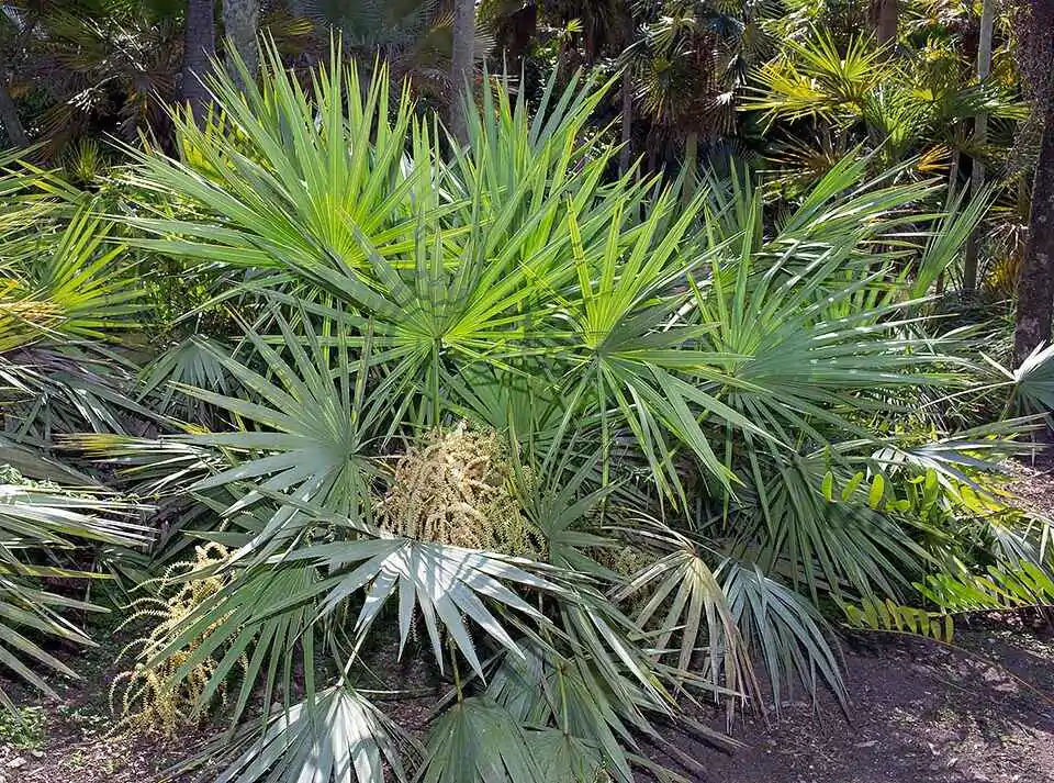 Serenoa repens / Corypha repens / Chamaerops serrulata - Saw Palmetto - Image 6