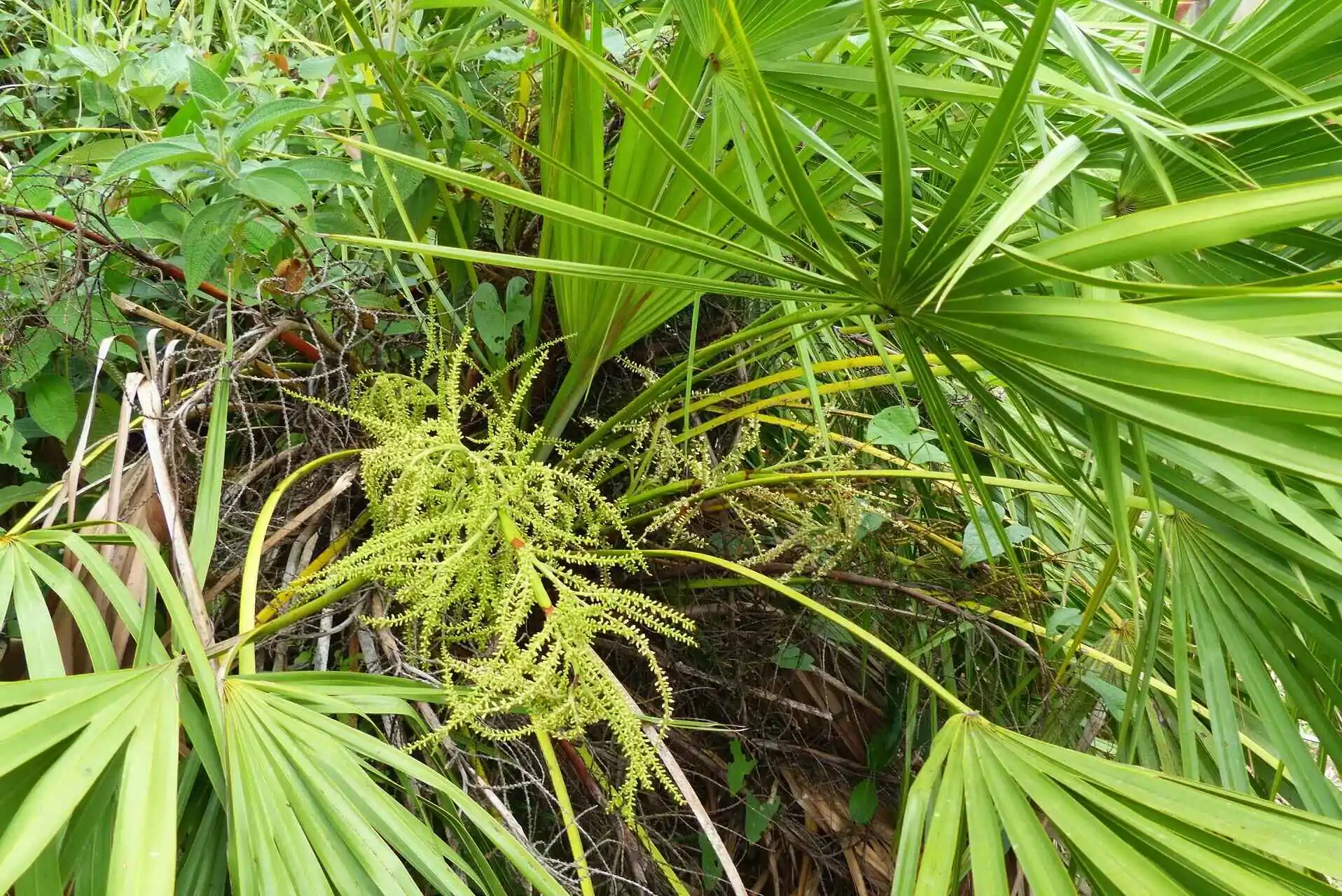 Serenoa repens / Corypha repens / Chamaerops serrulata - Saw Palmetto - Image 7