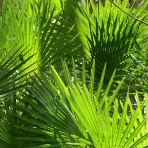 Serenoa repens / Corypha repens / Chamaerops serrulata - Saw Palmetto