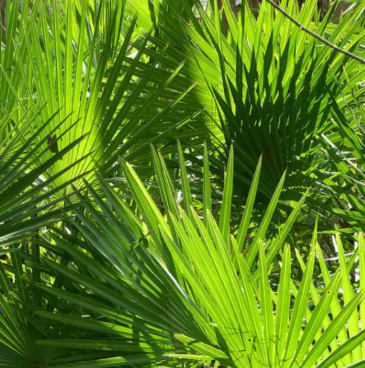 Serenoa repens / Corypha repens / Chamaerops serrulata - Saw Palmetto