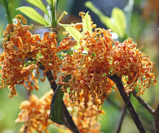Strophanthus boivinii - Twisted wood flower, twisted wood flower, flower wood shredder, corkscrew flower - Image 3