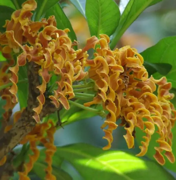 Strophanthus boivinii - Twisted wood flower, twisted wood flower, flower wood shredder, corkscrew flower - Image 6