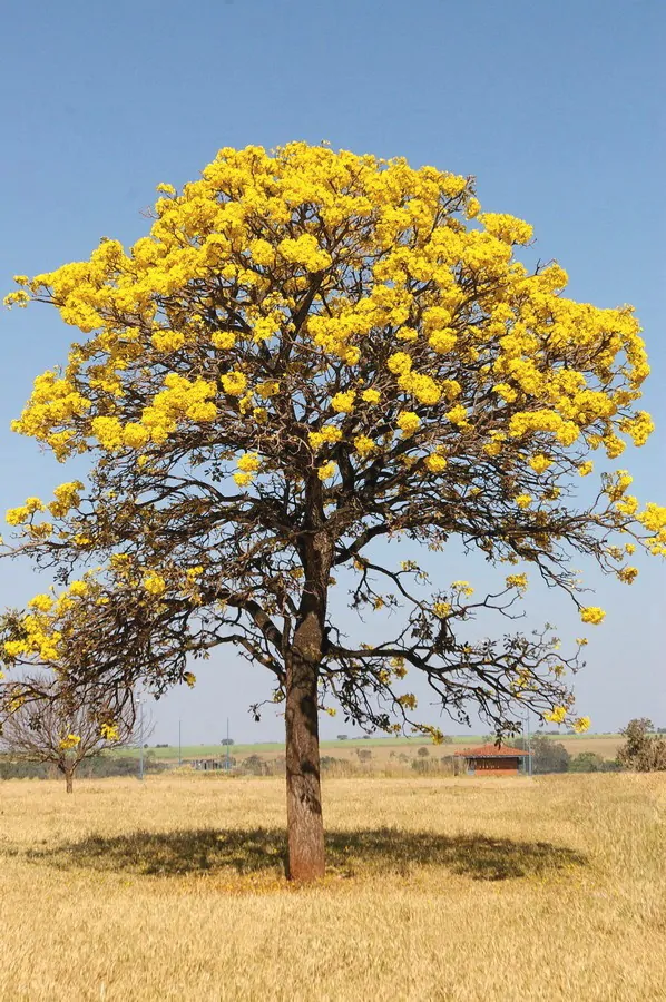 Tabebuia aurea - Yellow Trumpet Tree, Silver Trumpet Tree Craibeira, Yellow Tabebuia, Yellow Ipê, Tree of Gold, Ipê Amarelo - Image 2