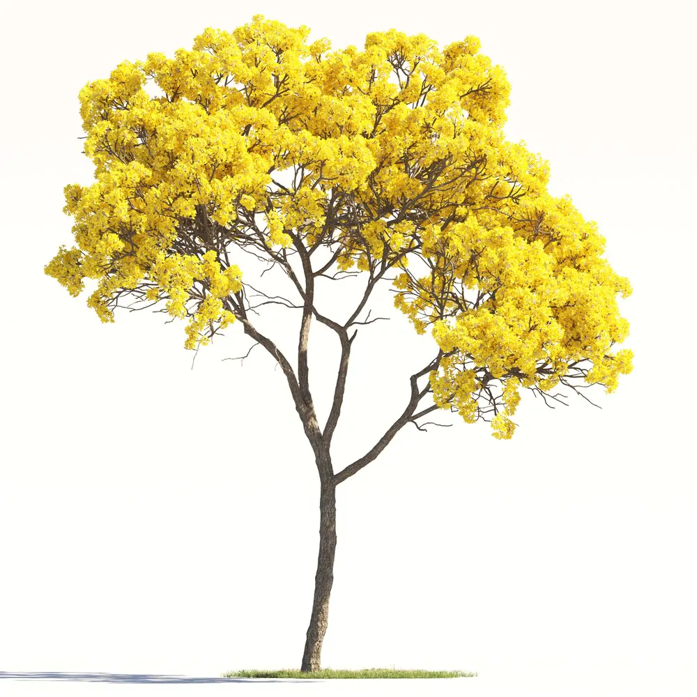 Tabebuia aurea - Yellow Trumpet Tree, Silver Trumpet Tree Craibeira, Yellow Tabebuia, Yellow Ipê, Tree of Gold, Ipê Amarelo - Image 5