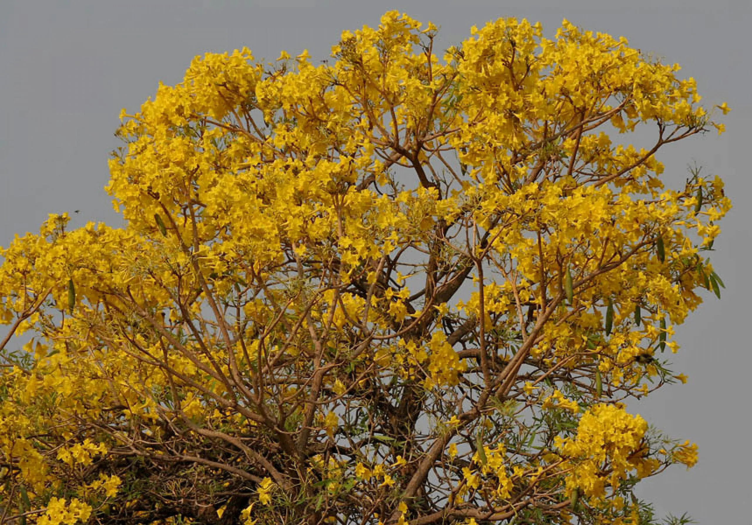 Tabebuia aurea - Yellow Trumpet Tree, Silver Trumpet Tree Craibeira, Yellow Tabebuia, Yellow Ipê, Tree of Gold, Ipê Amarelo - Image 8