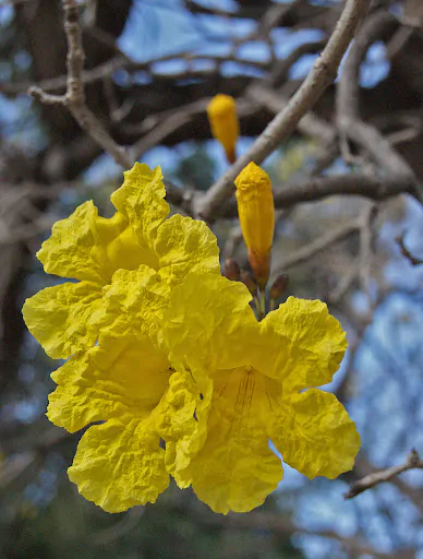 Tabebuia aurea - Yellow Trumpet Tree, Silver Trumpet Tree Craibeira, Yellow Tabebuia, Yellow Ipê, Tree of Gold, Ipê Amarelo - Image 9