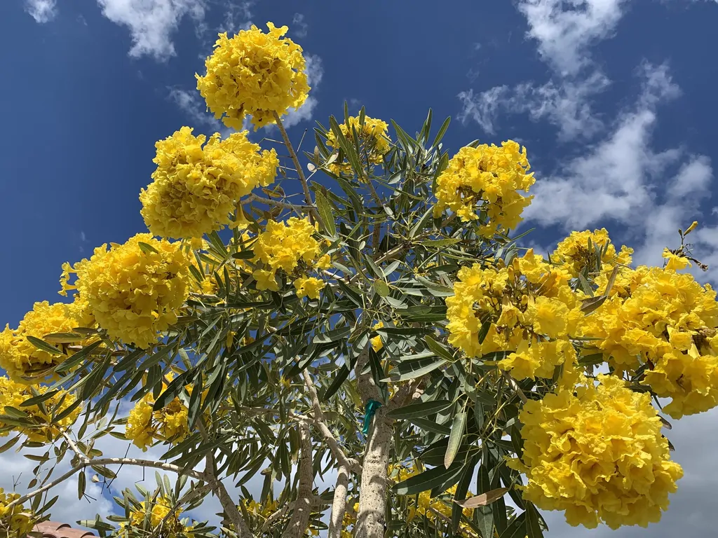 Tabebuia aurea - Yellow Trumpet Tree, Silver Trumpet Tree Craibeira, Yellow Tabebuia, Yellow Ipê, Tree of Gold, Ipê Amarelo - Image 11