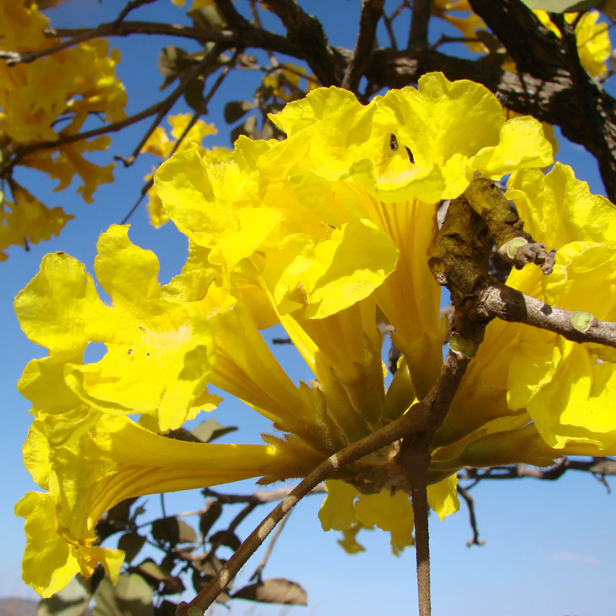 Tabebuia aurea - Yellow Trumpet Tree, Silver Trumpet Tree Craibeira, Yellow Tabebuia, Yellow Ipê, Tree of Gold, Ipê Amarelo - Image 12