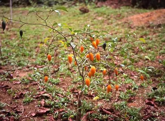 Tabernanthe - Tree of wisdom, tree of knowledge, tree of life - Image 2