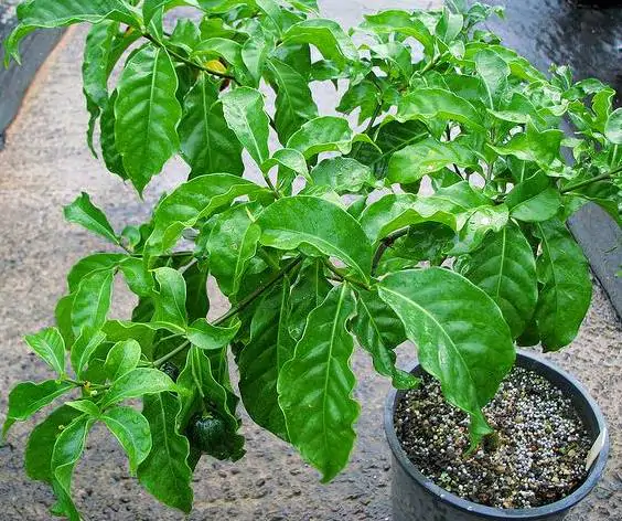 Tabernanthe - Tree of wisdom, tree of knowledge, tree of life - Image 3