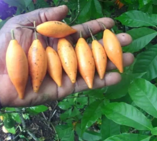 Tabernanthe - Tree of wisdom, tree of knowledge, tree of life - Image 13