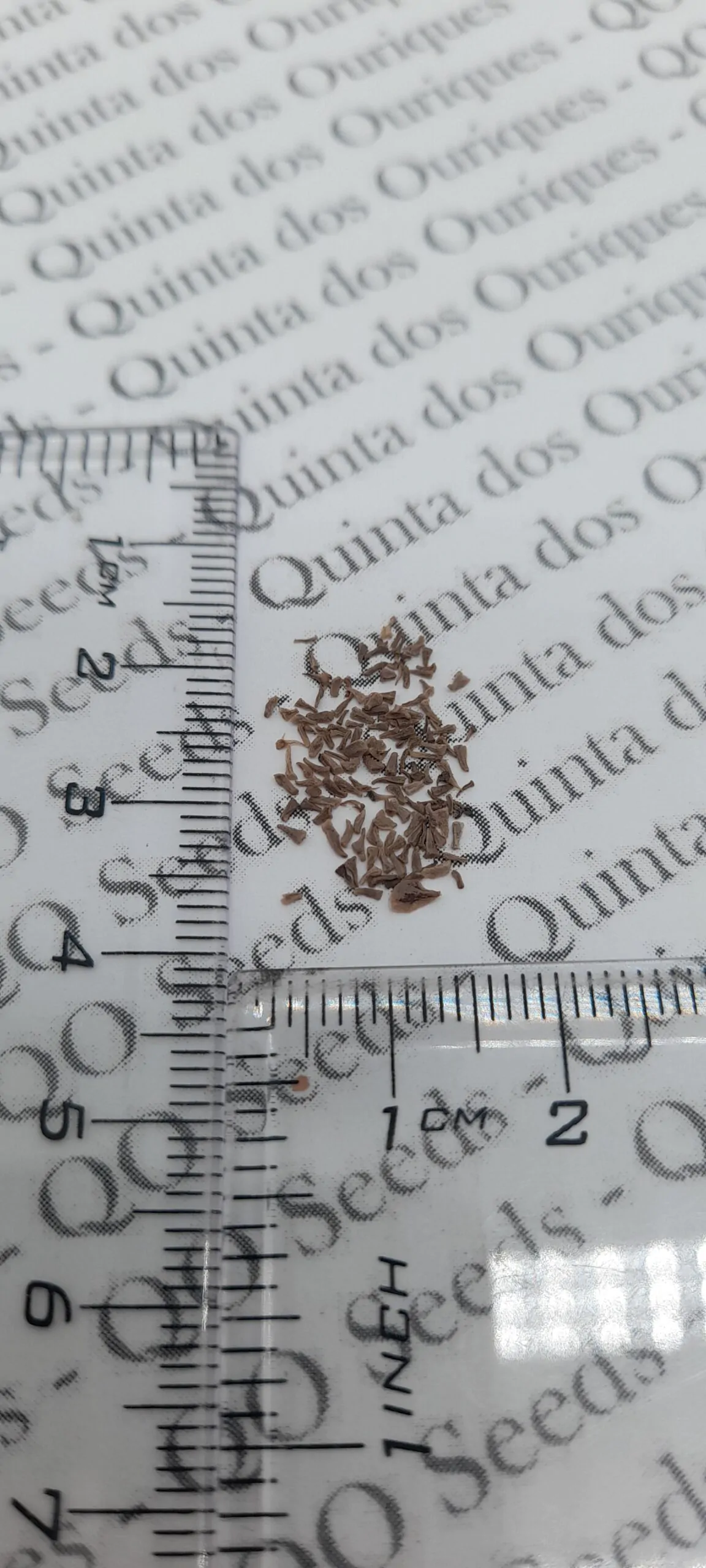 Xerophyta retinervis - Black lily, black desert lily - Image 2