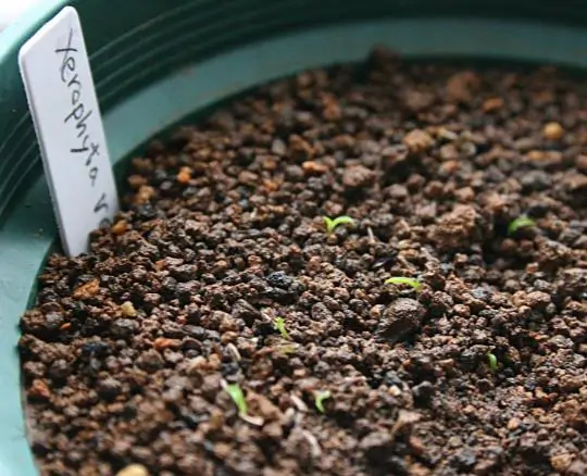 Xerophyta retinervis - Black lily, black desert lily - Image 3