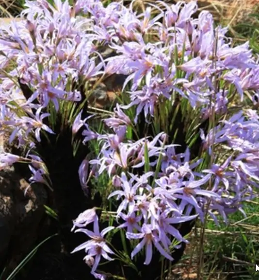 Xerophyta retinervis - Black lily, black desert lily - Image 8