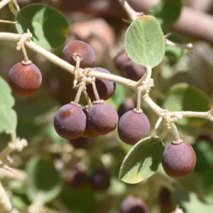 Ziziphus nummularia - Wild Jujube, Jhahrberi, Indian Jujube, Ber