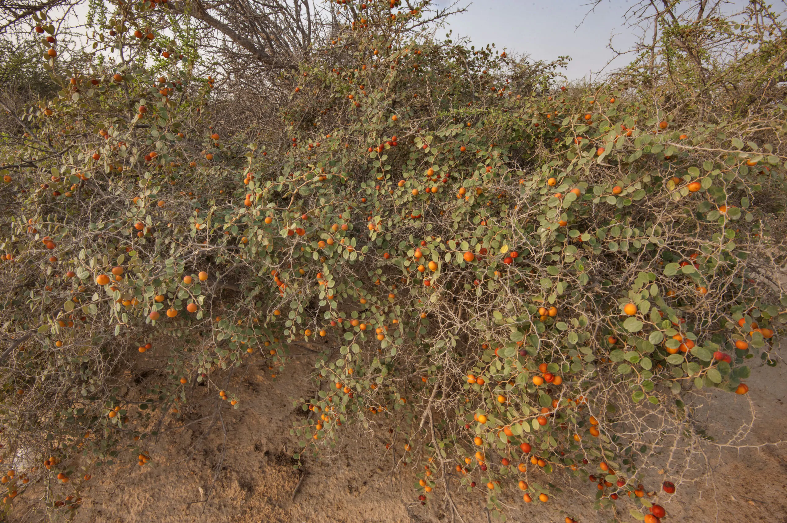 Ziziphus nummularia - Wild Jujube, Jhahrberi, Indian Jujube, Ber - Image 2