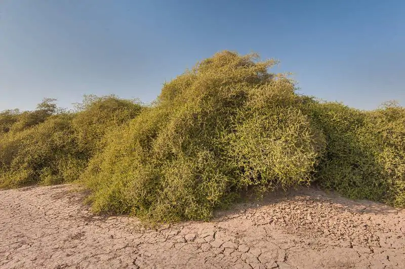 Ziziphus nummularia - Wild Jujube, Jhahrberi, Indian Jujube, Ber - Image 3