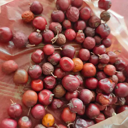 Ziziphus nummularia - Wild Jujube, Jhahrberi, Indian Jujube, Ber - Image 4