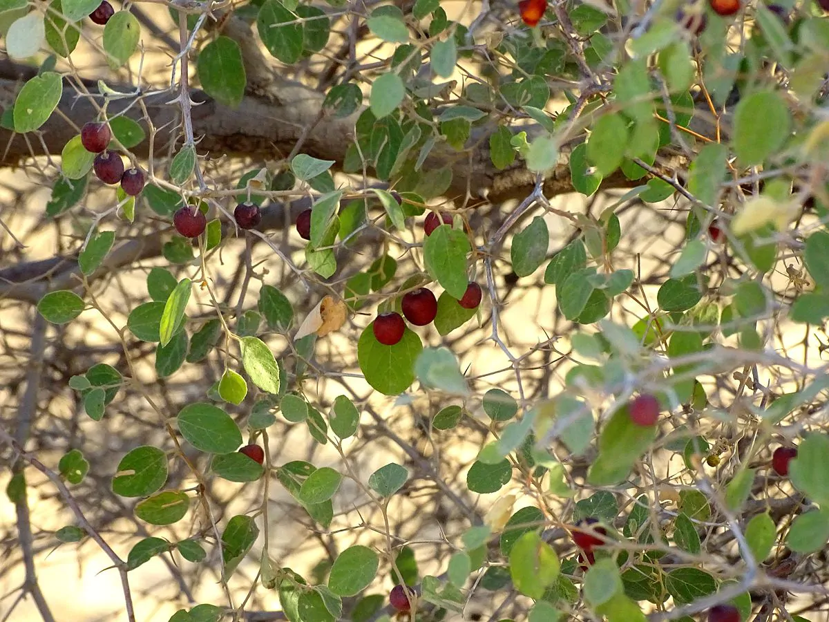Ziziphus nummularia - Wild Jujube, Jhahrberi, Indian Jujube, Ber - Image 5