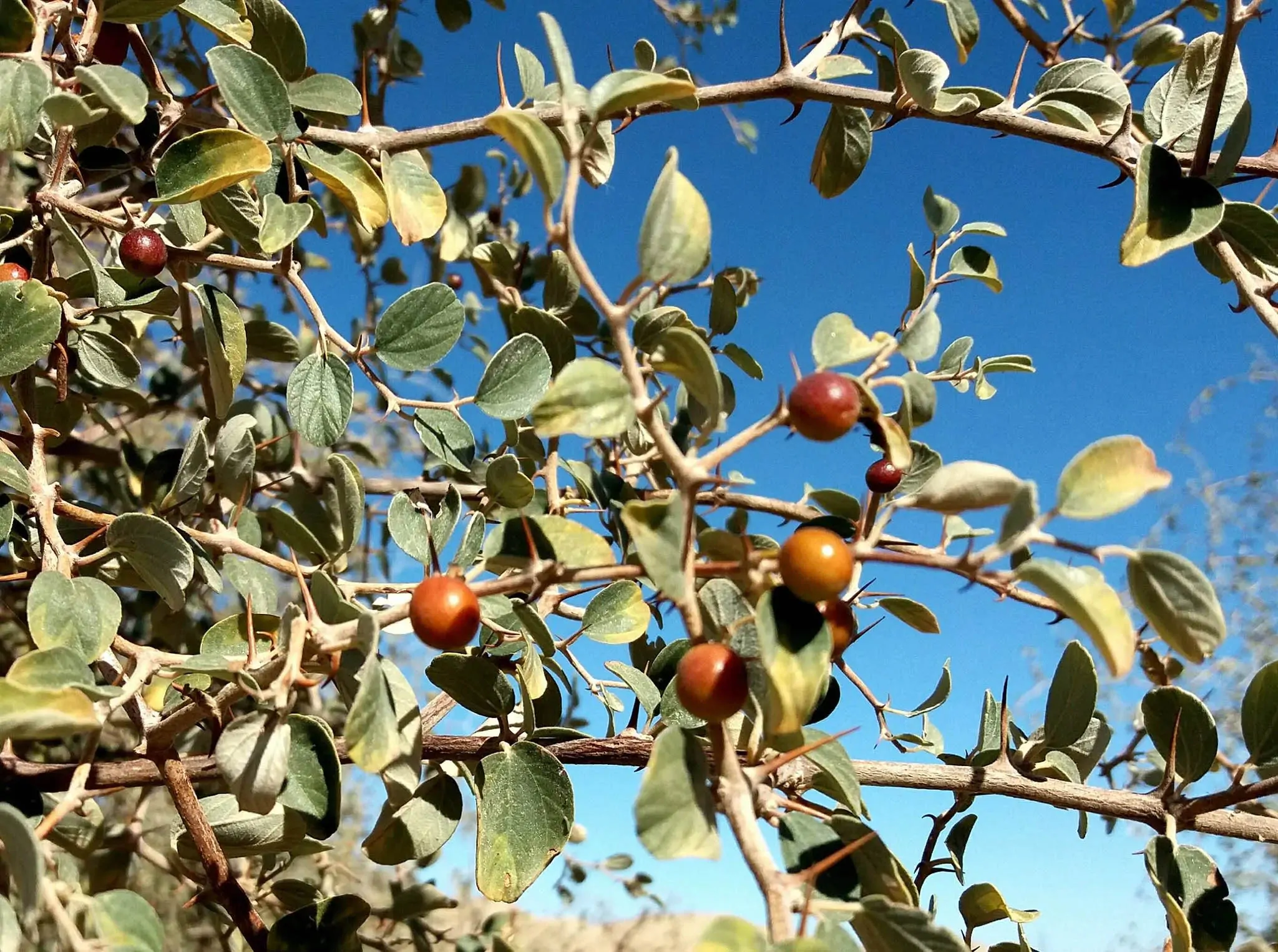 Ziziphus nummularia - Wild Jujube, Jhahrberi, Indian Jujube, Ber - Image 6