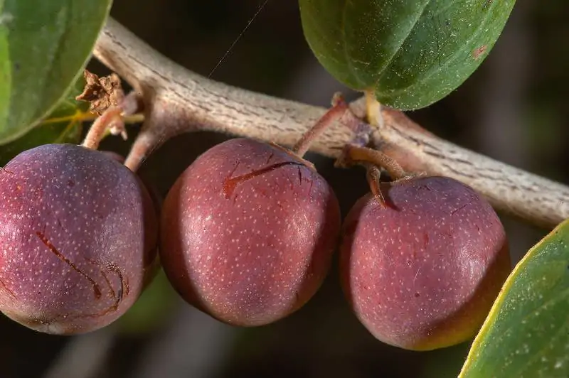 Ziziphus nummularia - Wild Jujube, Jhahrberi, Indian Jujube, Ber - Image 7