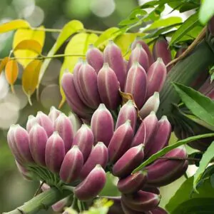 Musa itinerans - Burmese Blue, Blue Burmese Banana