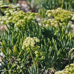 Crithmum maritimum - Rock Samphire, Mediterranean Sea Fennel, Samphire of the Rocks