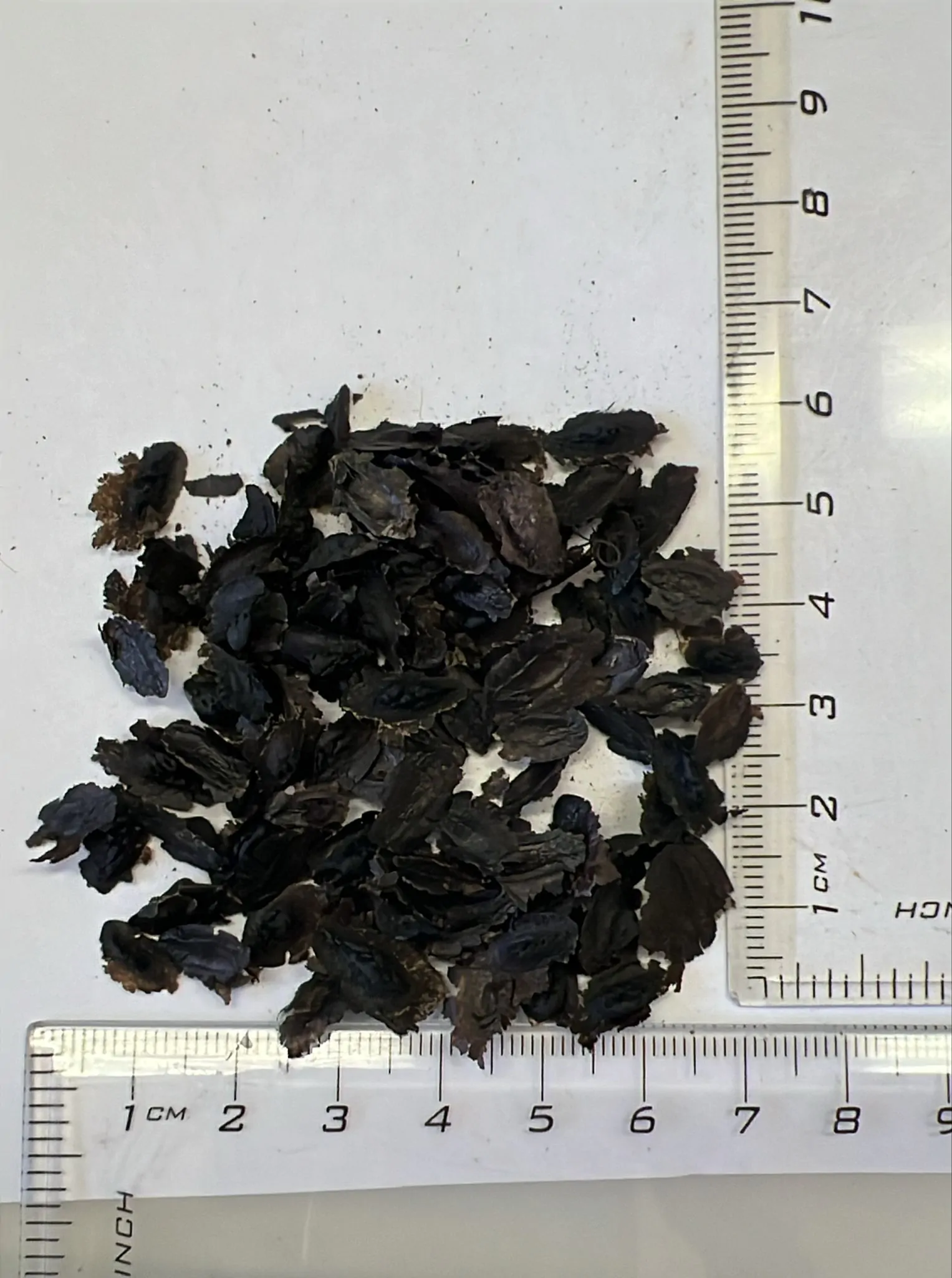 Hakea victoria - Royal Hakea, Lantern Hakea - Image 5