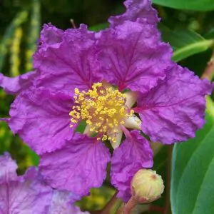 Lagerstroemia speciosa 'Purple' - Queen Flower, Banaba, Pyinma, Bungur Raya, Bungor Raya, Bungor, Pride of India