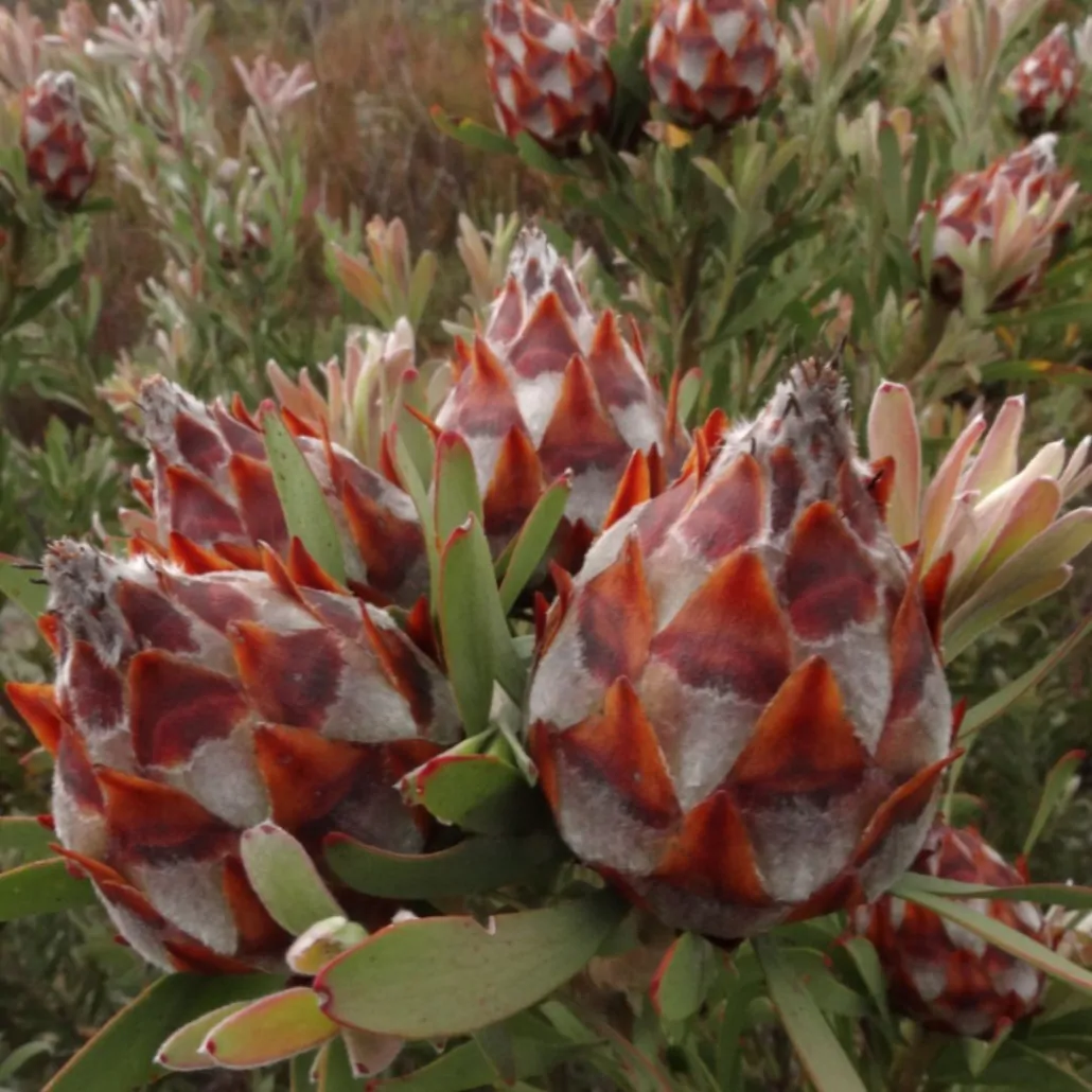 Leucadendron rubrum - Spinning Top Conebush, Waretolbos